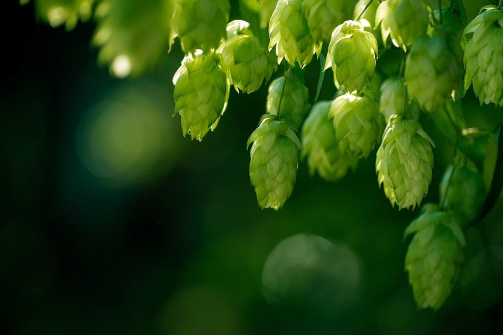 An Overview of New Hop Products for Beer Brewing
