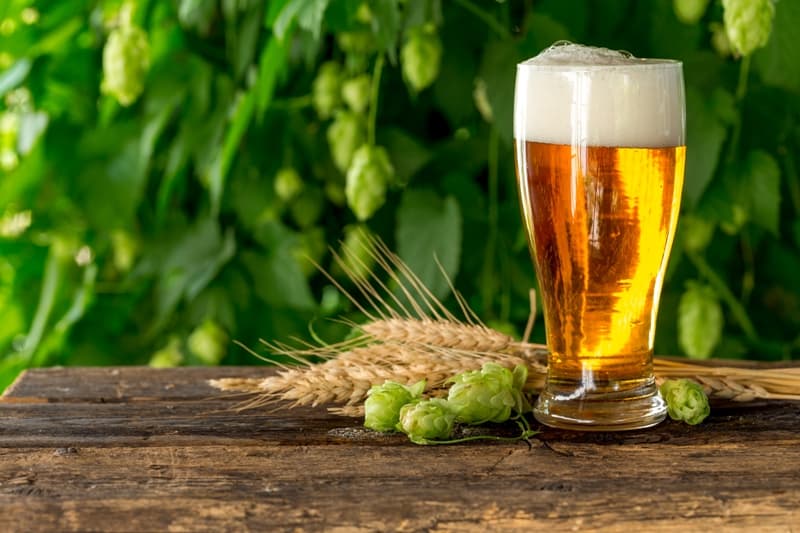 Thiol Enhancing Yeast in Beer Brewing