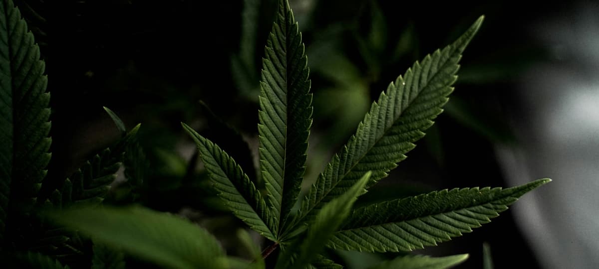 Clean Label Cannabis: Returning to the Plant That Started It All