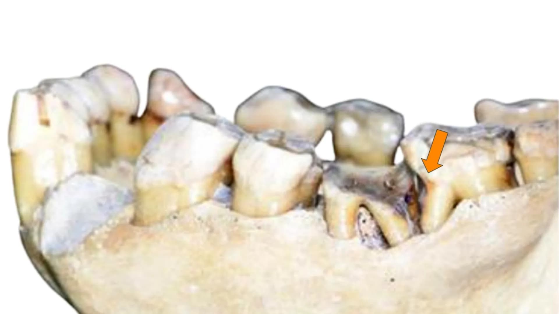 Scientists may have debunked one of humanity's oldest habits